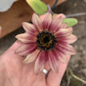 Meet your Posher, Angela